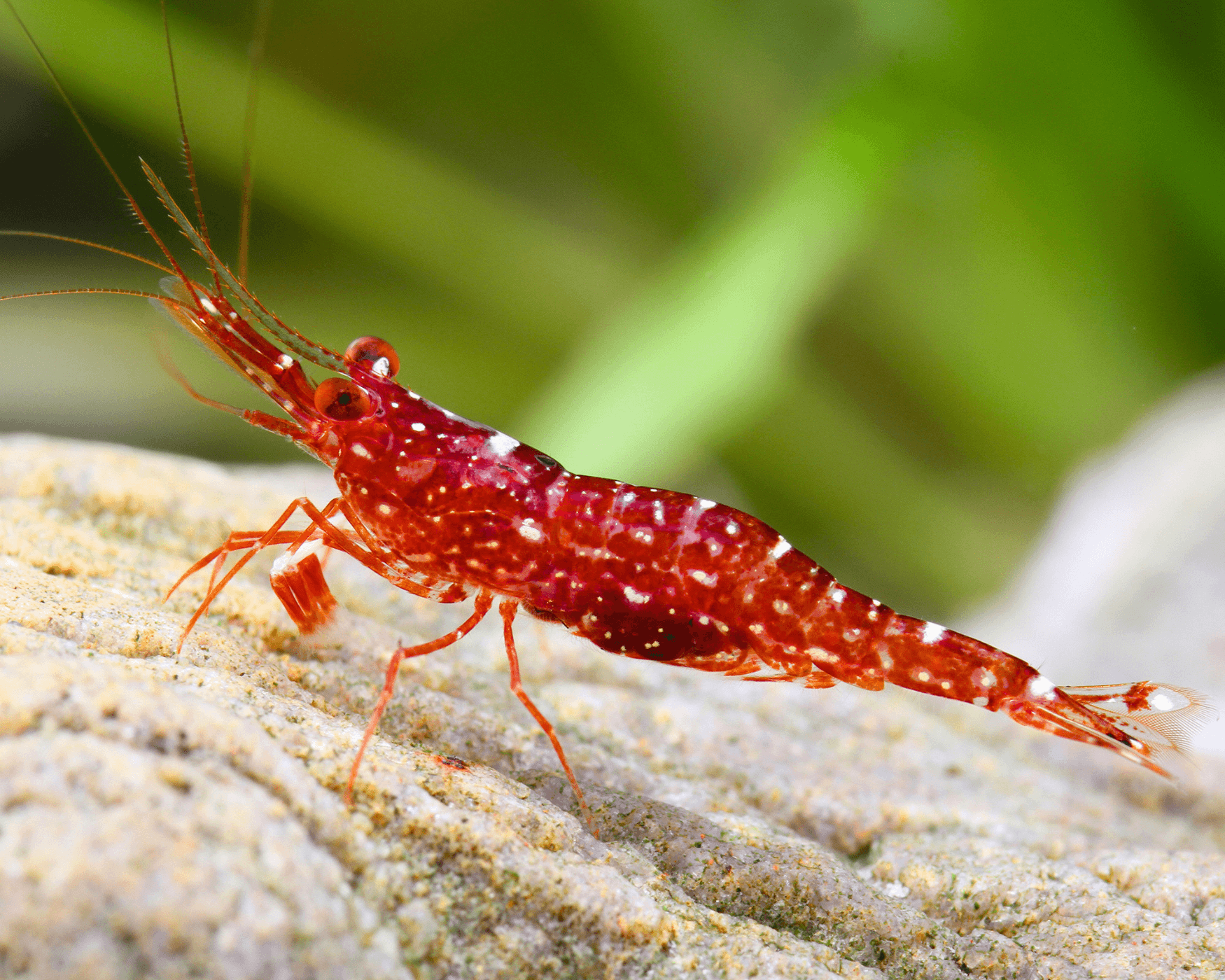 Sulawesi Blue Dot Red Line Shrimp